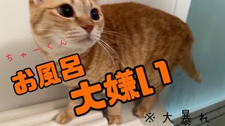 【ねこ日記】茶トラをお風呂に入れてみた🛀可愛いが炸裂#ねこ #茶トラ #お風呂#かわいい #癒し