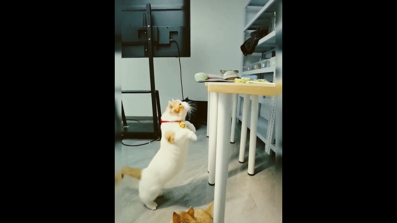 cute cat 😺 high jump video//cat high jummping 