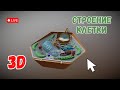 Строение растительной клетки. Изучаем в 3D