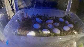 2nd Egg popped hatching Leiocephalus estimated birth 3th august probably daytime CET