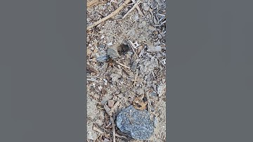 iNaturalist observation - Wasp at Second Valley