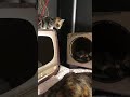 Five get over excited