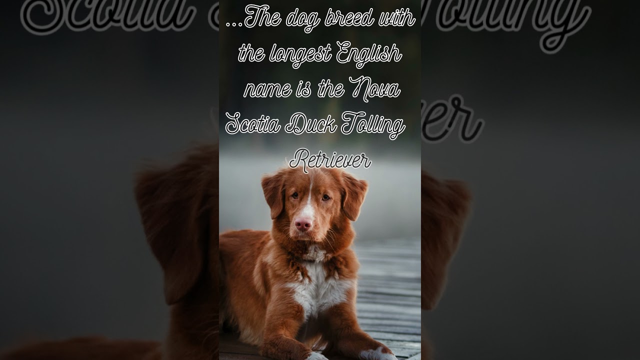 Did You Know The dog breed with the longest...