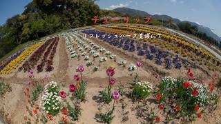 トキ色の君　2番花開花 YouTube