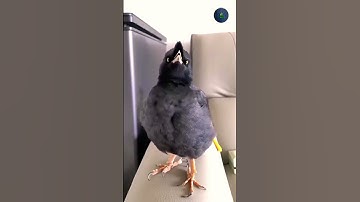 القران الكريم #الرحمن #الرحيم#duet #اكسبلور #المصحف #دويتو #لايك #القزابري