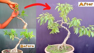 Bonsai lesson for Beginners/ Create Taper and Movement