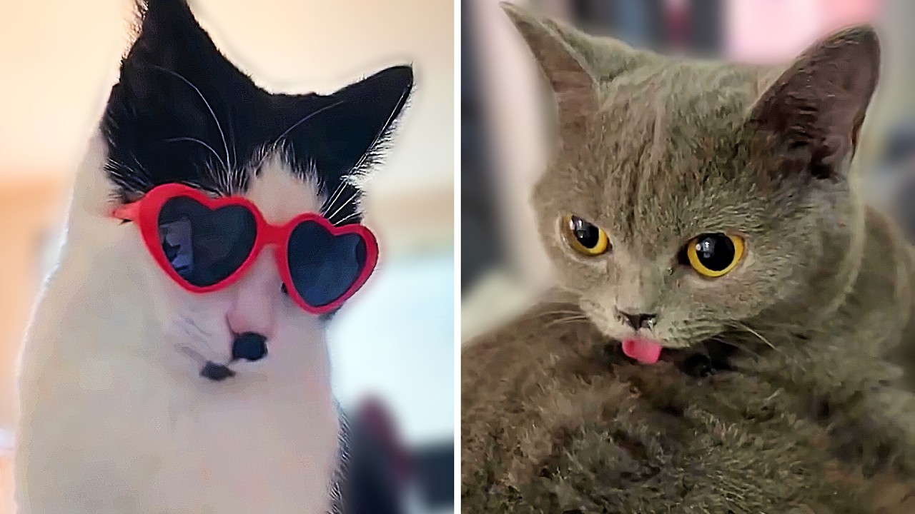 Cats Being Cats And It's Pure Comedy