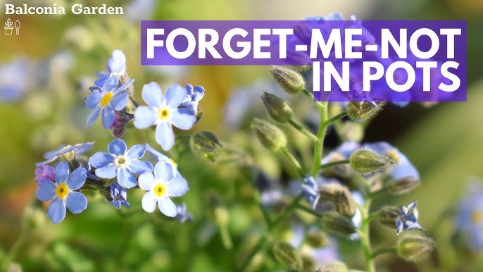 How To Direct Sow Forget Me Not Seeds ~ Ep 78 