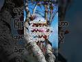 လှတဲ့စိတ်ထားနဲ့ ဖြတ်သန်းပါ #foryou #motivation #knowledge #quotes #shorts