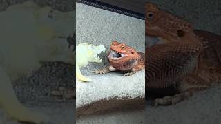 Torry VS plastový Krokouš #antsczech #CyrilTorian #agama #zoo