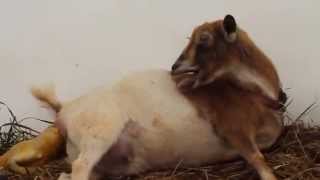 Goat Giving Birth at Buc~A~Buc Farm