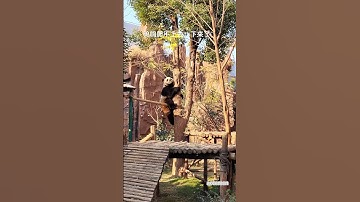 Tree Climbing Expert#panda #cute #cutepanda #animals #happy #china #funny #wildlife