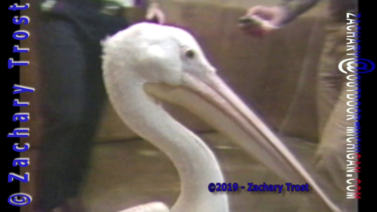 Pelican - 1986 Animal Encounter