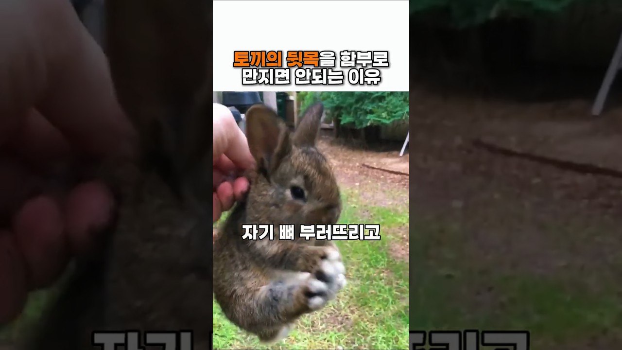 토끼의 뒷목을 함부로만지면 안되는 이유