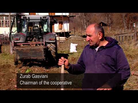 კარტოფილის წარმოება ლენტეხში - კოოპერატივი „ზესხო“
