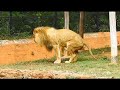 Lion pooping in Mysore zoo | male lion | Animal poop | Animal Life | Wild Karnataka