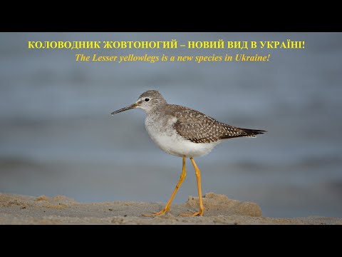 Коловодник жовтоногий – новий вид в Україні!