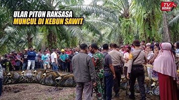 Kalimantan Gempar!! Petani Temukan Ular Piton Raksasa di Kebun Sawit, Ukurannya Bikin Merinding...