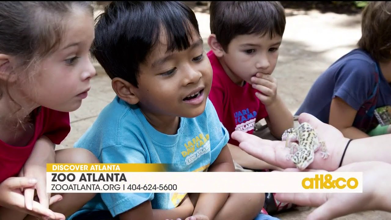 Summer events at Zoo Atlanta YouTube