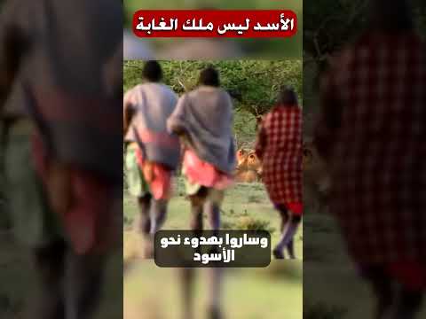 ثلاث رجال ضد 15 أسد جائع ملك الغابة الحقيقي
