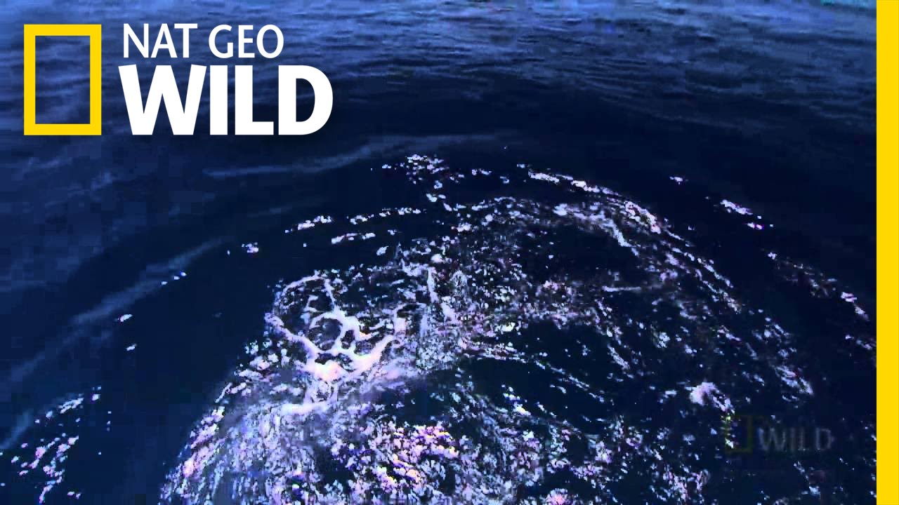 nat geo wild logo Throwback Thursday - Bite of the Bull | Nat Geo WIld