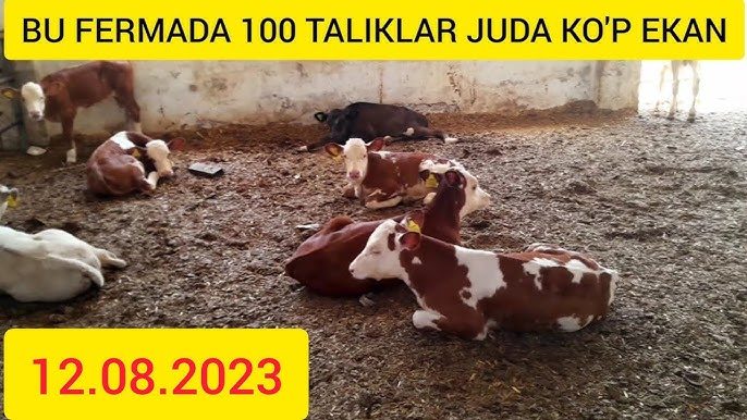 Sochida lezbiyenlar uchun jinsiy aloqa qilish uchun massaj