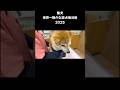柴犬、世界一静かな狂犬病注射2025【豆柴ころた】 #shorts #柴犬 #狂犬病 #注射 #柴犬のいる暮らし #shibainu