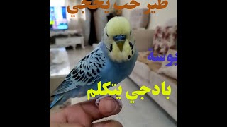 بادجي يتكلم طير حب يتكلم