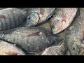 Popular Fish Cutting Live In Fish Market Popular Fish Cutting Live In Fish Market