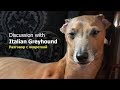 Левретка разговаривает и жалуется. (Discussion with Italian Greyhound).