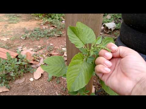 Vídeo: Tansy, Multifacetada, Medicinal, Comestível