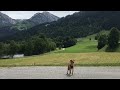 Семья из Германии прислали привет от спасённой собачки Дейзи