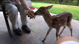 Dinner with Bambi the Whitetail Deer Fawn (day 6)
