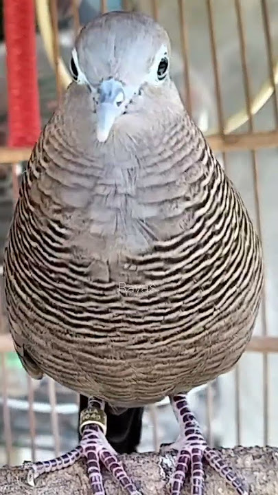 Local turtle doves have a crystal clear topcer sound for bait that responds immediately #shorts