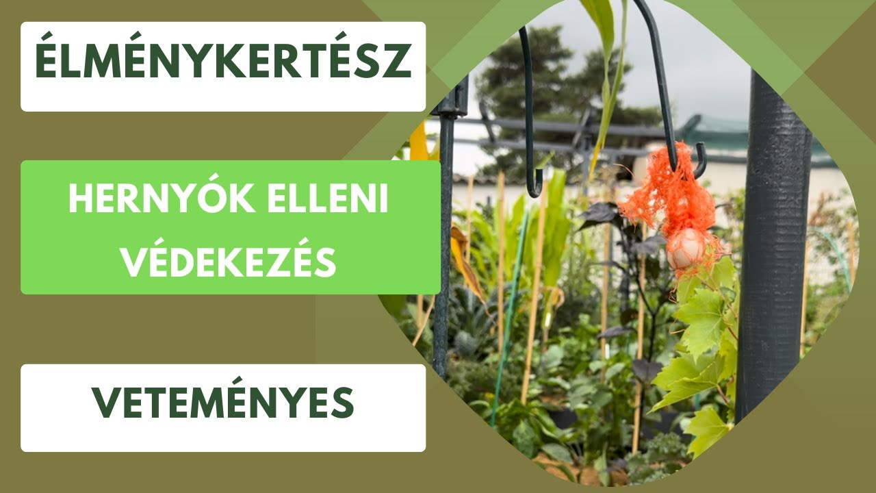 Hernyók elleni védekezés?- Ezzel a módszerrel biztosra mehetsz!🐛