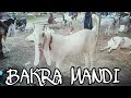 MAAMLAAT EXPRESS In BAKRA MANDI !