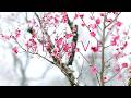 2 Hours Relaxing Morning Music with Birdsong | Calm Nature Sounds & Music for Peaceful Start & Focus