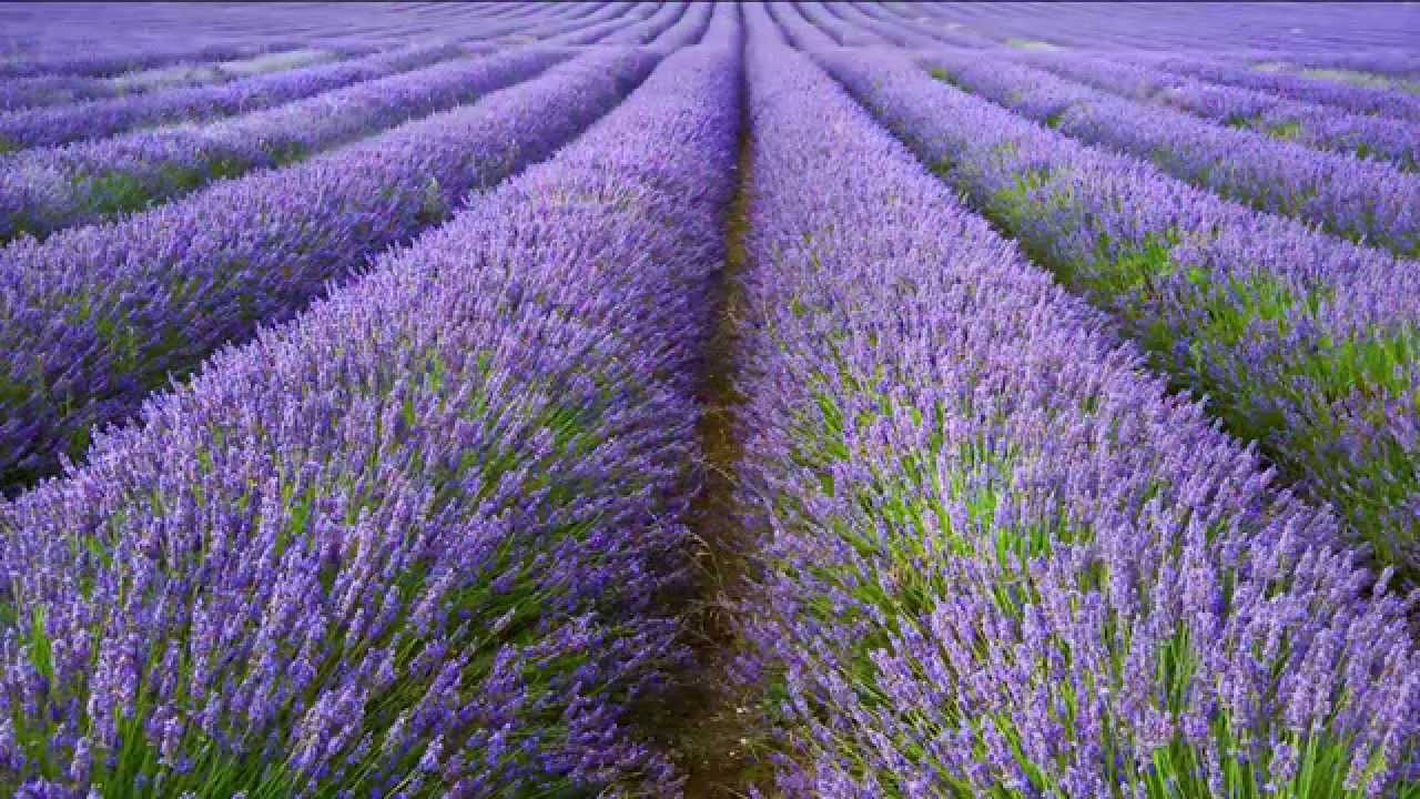 A Focus On English Lavender All You Need To Know About Lavandula Angustifolia Youtube