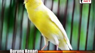 Download TOP video MP3 suara burung kenari FULL TOP video MP3 suara burung kenari FULL