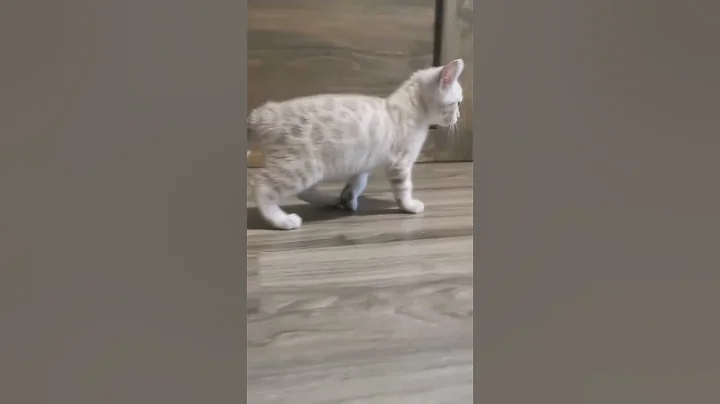 Video 596561: exotic highland lynx bengal, highland lynx bengal kitten, beautiful bengal kittens, female bengal kitten, bengal walking, cat kitten cutecat, cat fun cute kitten
