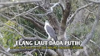 Elang laut dada putih burung dilindungi undang-undang