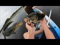 Bass fishing in gator infested waters forgotten florida lake