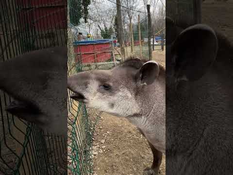 Video: Tapir is Laagland tapir