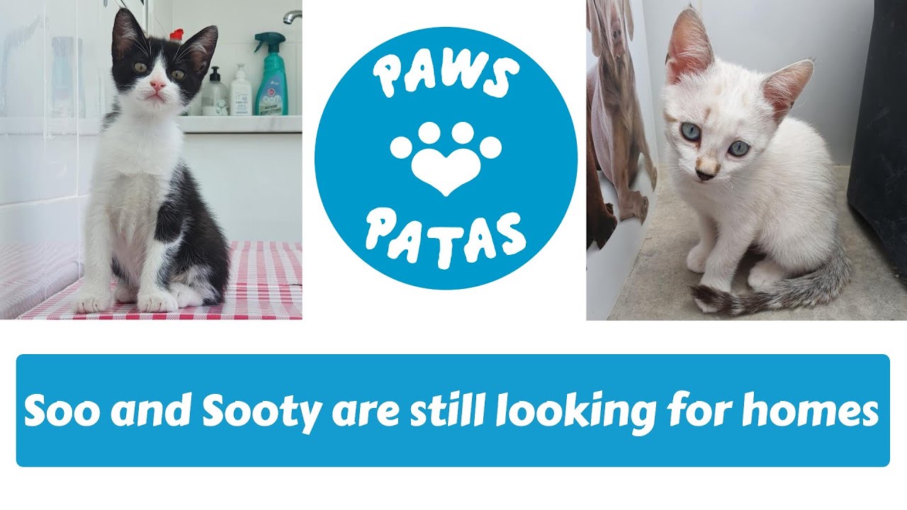 Soo and Sooty are still looking for homes