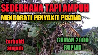 Tips sederhana mengatasi layu fungsarium pada tanaman pisang