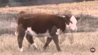 Kolt Cattle Company Tag Karma