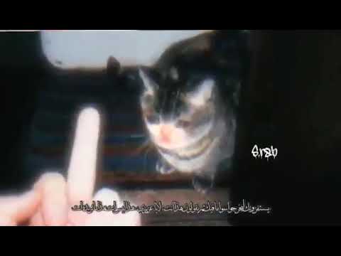 صرت بشر خواف