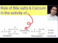 Role of Bile salts &amp; Calcium in the activity of Pancreatic lipase