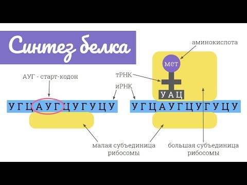 Видеоурок трансляция биология