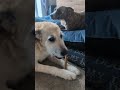 Pigs 😂 #dogshorts #dogvideos
